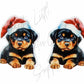 Christmas Rottweiler Pup