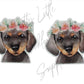 Dachshund