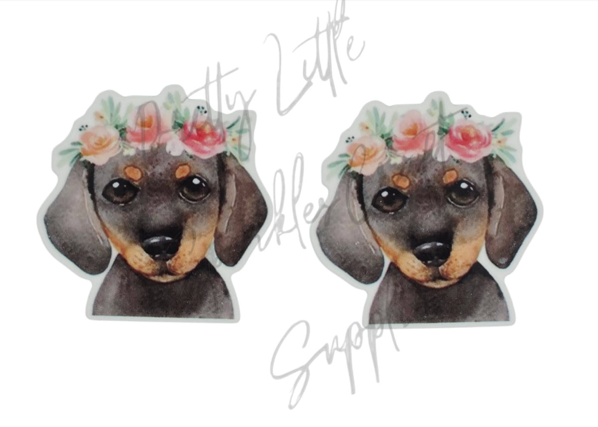 Dachshund