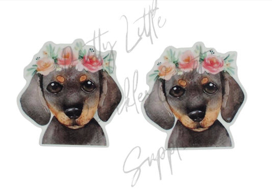 Dachshund